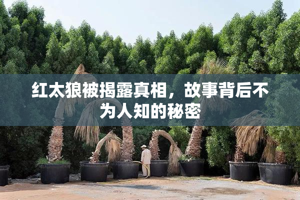 红太狼被揭露真相，故事背后不为人知的秘密