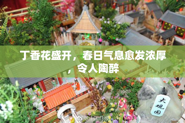 丁香花盛开，春日气息愈发浓厚，令人陶醉