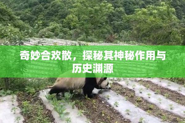 奇妙合欢散，探秘其神秘作用与历史渊源