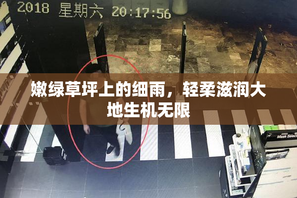 嫩绿草坪上的细雨，轻柔滋润大地生机无限