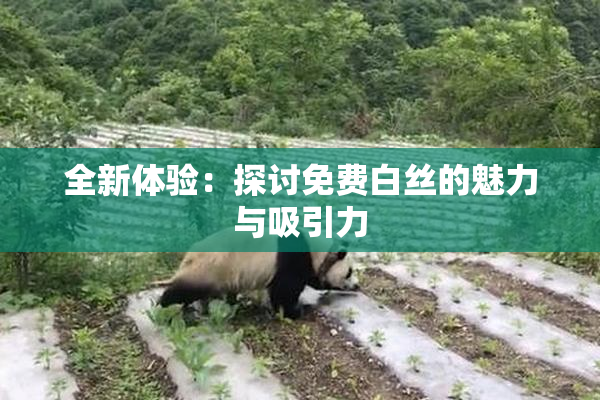 全新体验：探讨免费白丝的魅力与吸引力