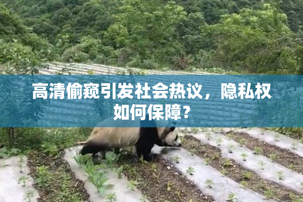 高清偷窥引发社会热议，隐私权如何保障？
