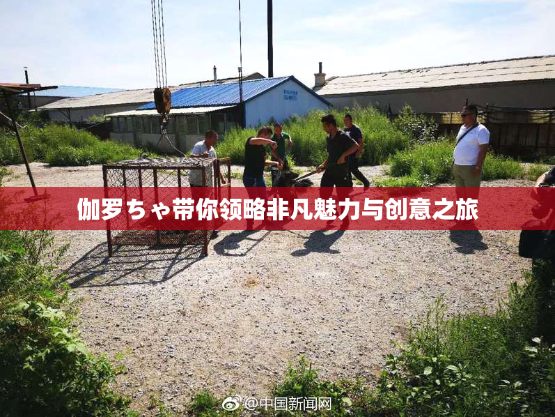 伽罗ちゃ带你领略非凡魅力与创意之旅