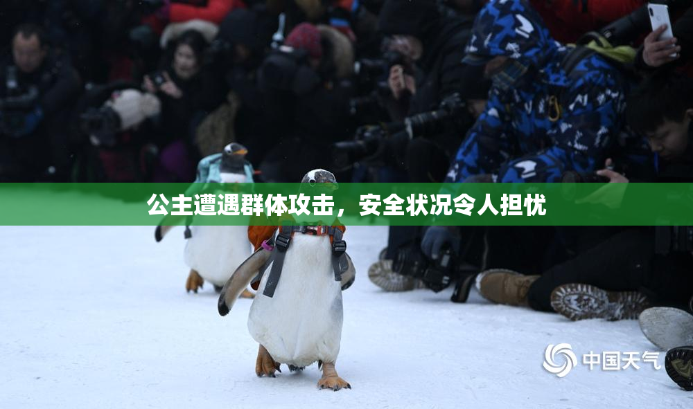公主遭遇群体攻击，安全状况令人担忧