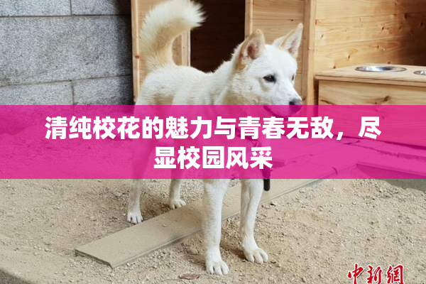 清纯校花的魅力与青春无敌，尽显校园风采