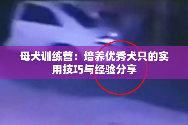 母犬训练营：培养优秀犬只的实用技巧与经验分享