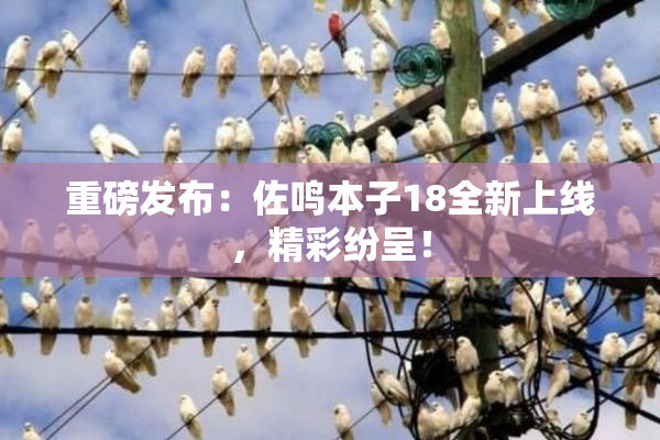 重磅发布：佐鸣本子18全新上线，精彩纷呈！