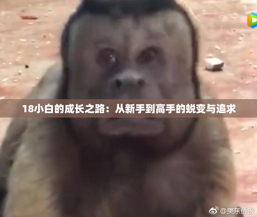 18小白的成长之路：从新手到高手的蜕变与追求