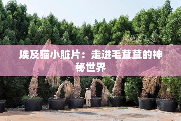 埃及猫小脏片：走进毛茸茸的神秘世界
