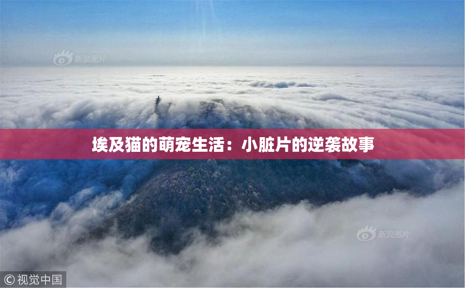 埃及猫的萌宠生活：小脏片的逆袭故事