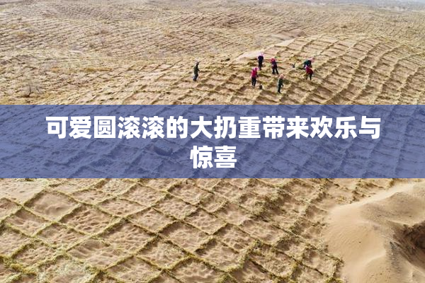 可爱圆滚滚的大扔重带来欢乐与惊喜