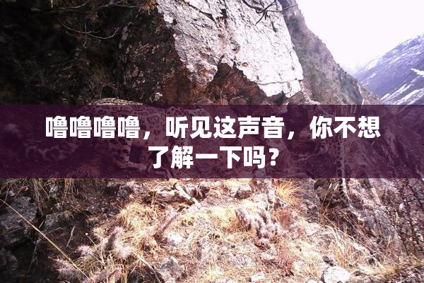 噜噜噜噜，听见这声音，你不想了解一下吗？