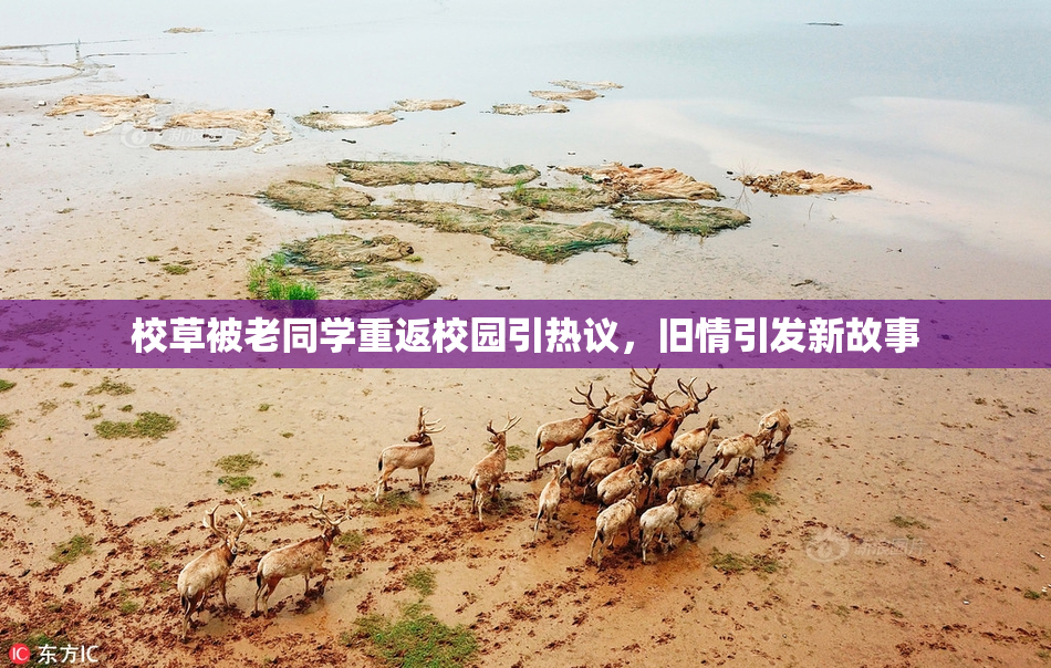 校草被老同学重返校园引热议，旧情引发新故事
