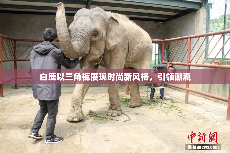 白鹿以三角裤展现时尚新风格，引领潮流