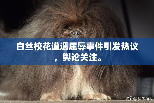 白丝校花遭遇屈辱事件引发热议，舆论关注。