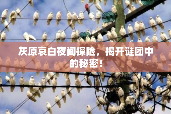灰原哀白夜间探险，揭开谜团中的秘密！