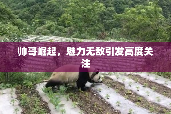 帅哥崛起，魅力无敌引发高度关注
