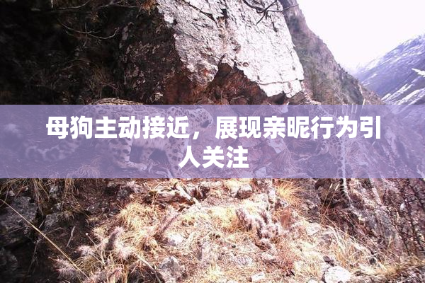母狗主动接近，展现亲昵行为引人关注