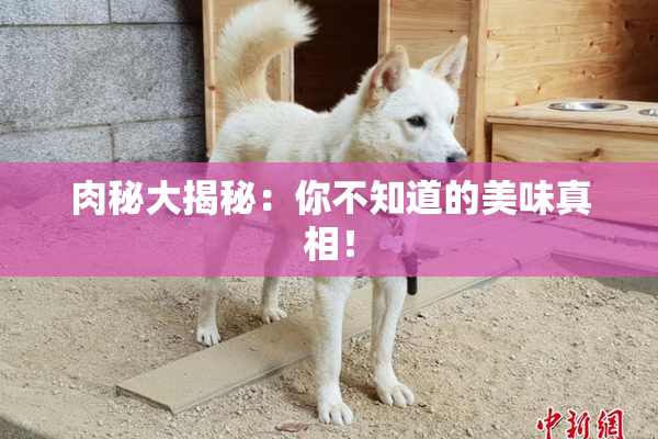 肉秘大揭秘：你不知道的美味真相！