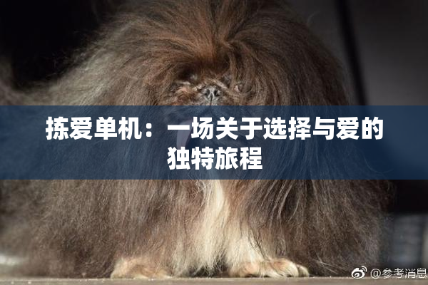 拣爱单机：一场关于选择与爱的独特旅程