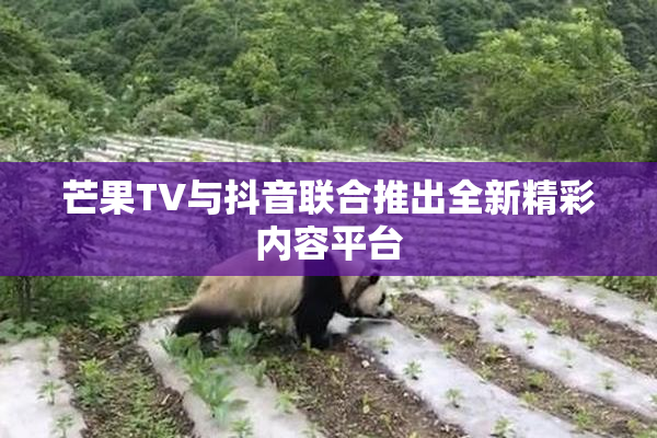 芒果TV与抖音联合推出全新精彩内容平台