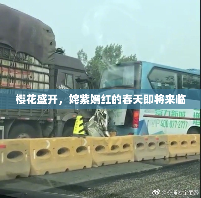 樱花盛开，姹紫嫣红的春天即将来临