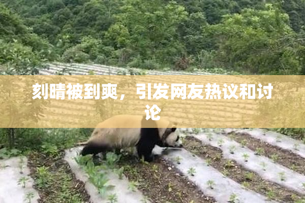 刻晴被到爽，引发网友热议和讨论