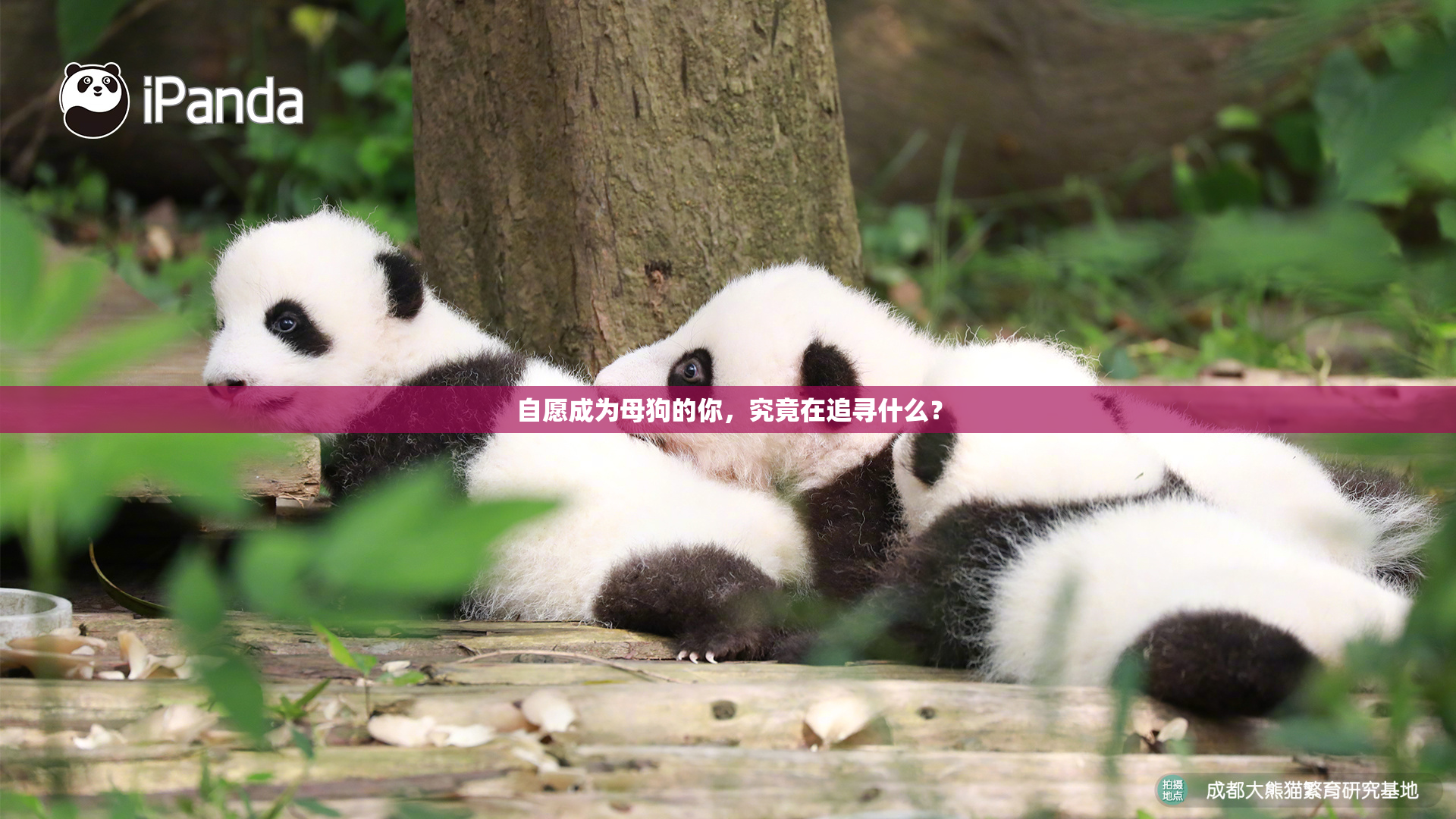 自愿成为母狗的你，究竟在追寻什么？