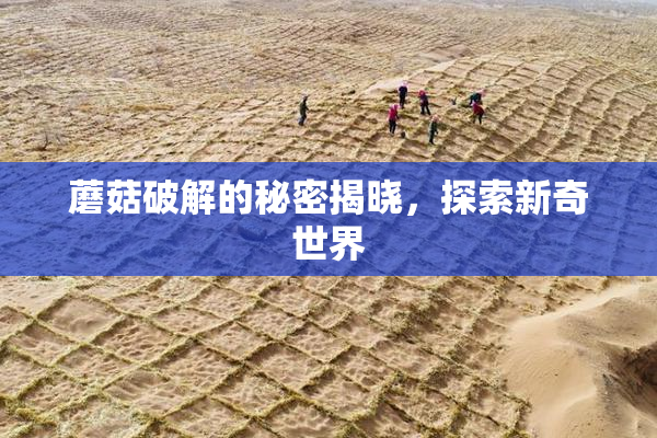 蘑菇破解的秘密揭晓，探索新奇世界