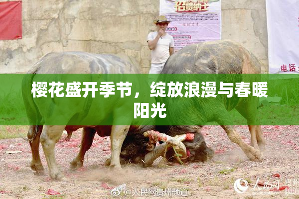 樱花盛开季节，绽放浪漫与春暖阳光