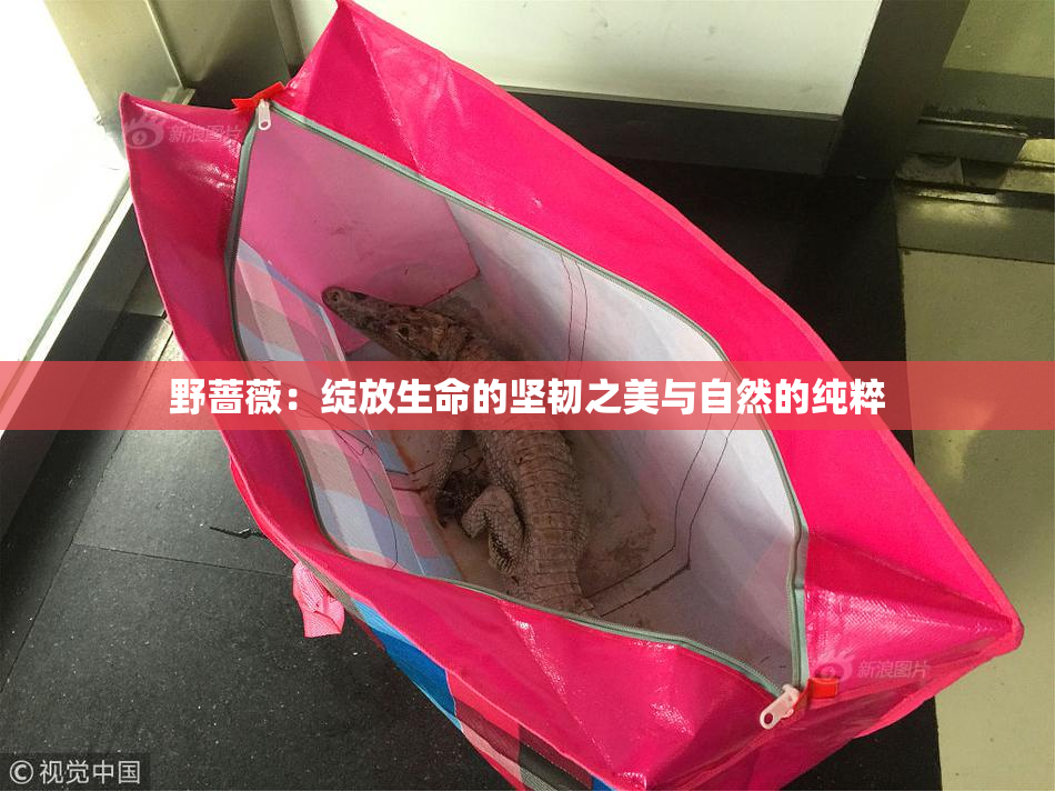 野蔷薇：绽放生命的坚韧之美与自然的纯粹