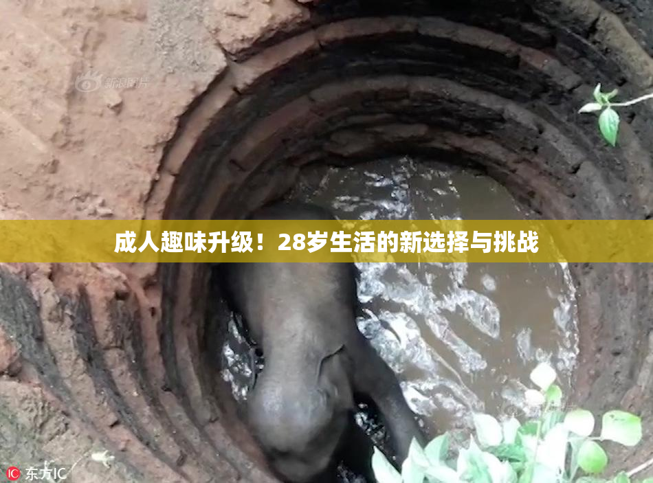 成人趣味升级！28岁生活的新选择与挑战