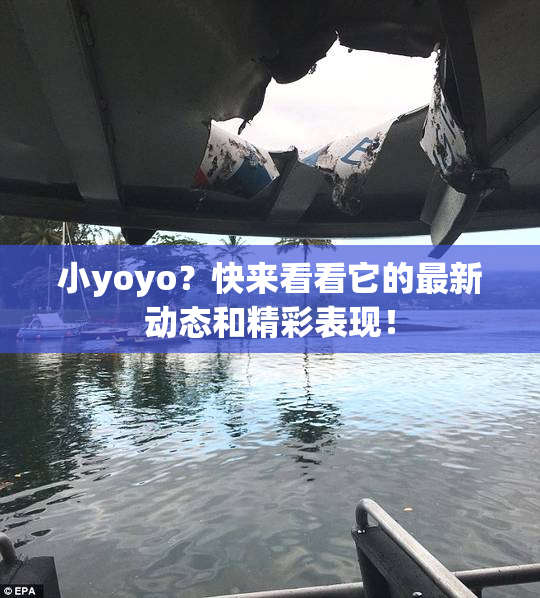 小yoyo？快来看看它的最新动态和精彩表现！