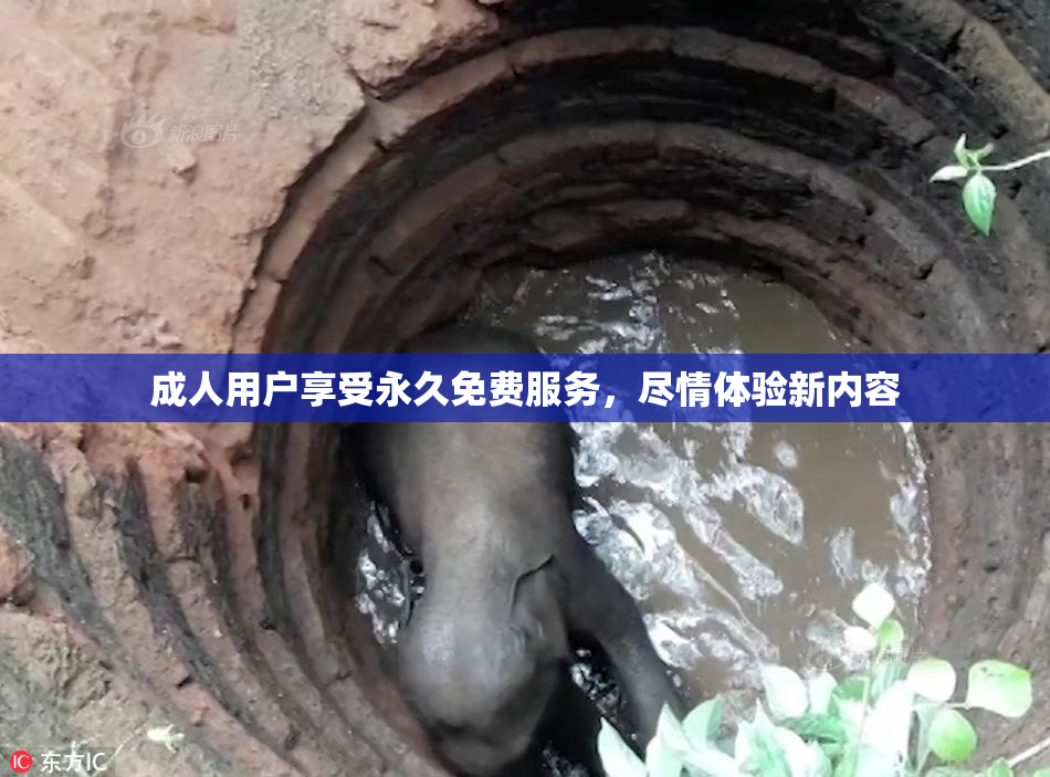 成人用户享受永久免费服务，尽情体验新内容