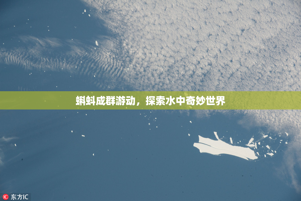 蝌蚪成群游动，探索水中奇妙世界