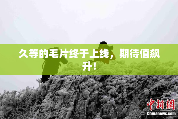 久等的毛片终于上线，期待值飙升！