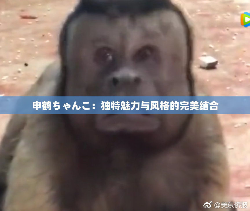 申鹤ちゃんこ：独特魅力与风格的完美结合