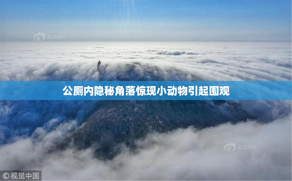 公厕内隐秘角落惊现小动物引起围观
