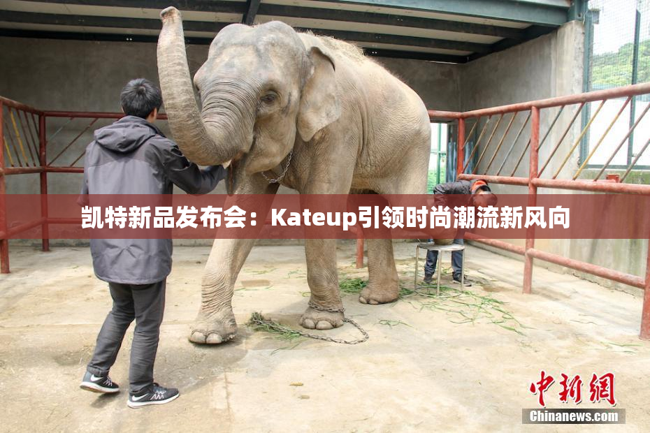 凯特新品发布会：Kateup引领时尚潮流新风向