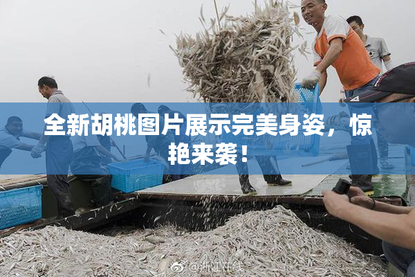 全新胡桃图片展示完美身姿，惊艳来袭！