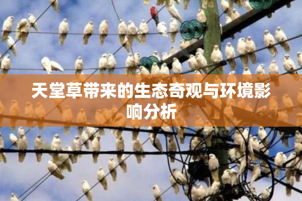 天堂草带来的生态奇观与环境影响分析
