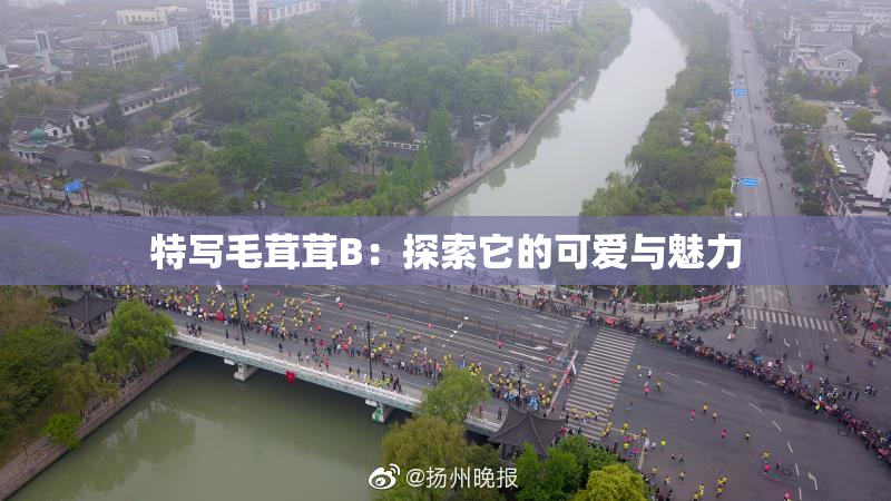 特写毛茸茸B：探索它的可爱与魅力