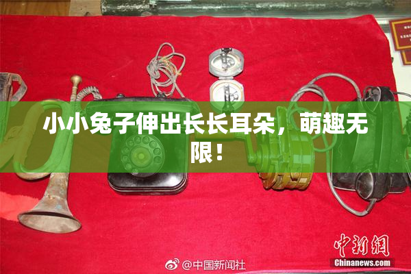 小小兔子伸出长长耳朵，萌趣无限！
