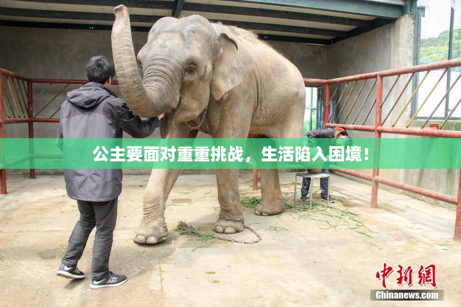 公主要面对重重挑战，生活陷入困境！