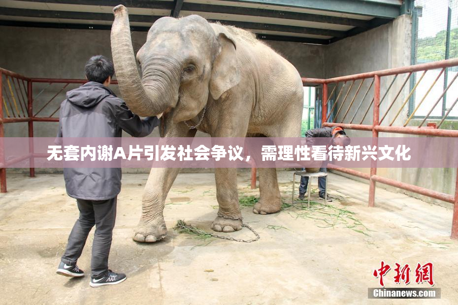 无套内谢A片引发社会争议，需理性看待新兴文化