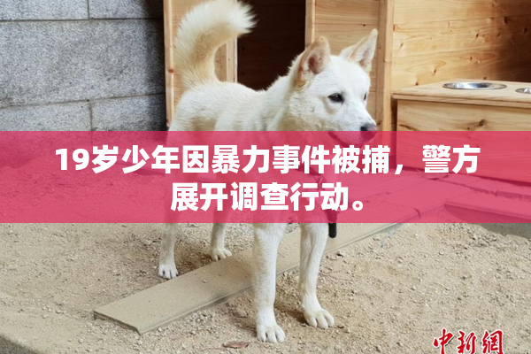 19岁少年因暴力事件被捕，警方展开调查行动。