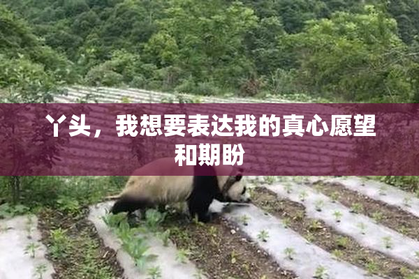 丫头，我想要表达我的真心愿望和期盼