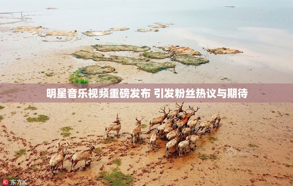 明星音乐视频重磅发布 引发粉丝热议与期待