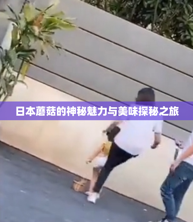 日本蘑菇的神秘魅力与美味探秘之旅