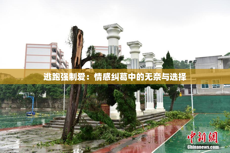 逃跑强制爱：情感纠葛中的无奈与选择